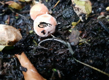 Load image into Gallery viewer, carp rigs blowback rigs